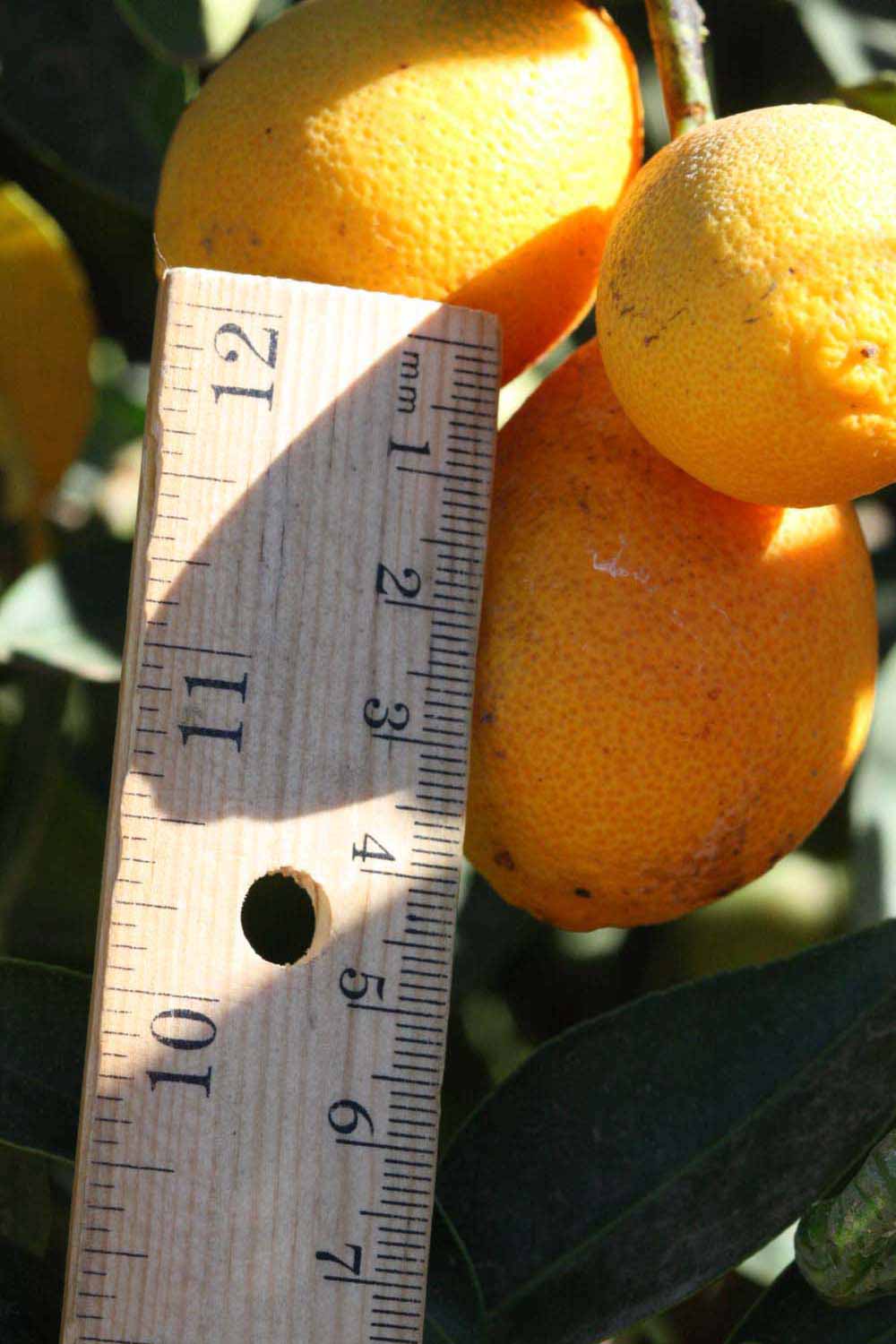            Fruit (Riverside, CA)   